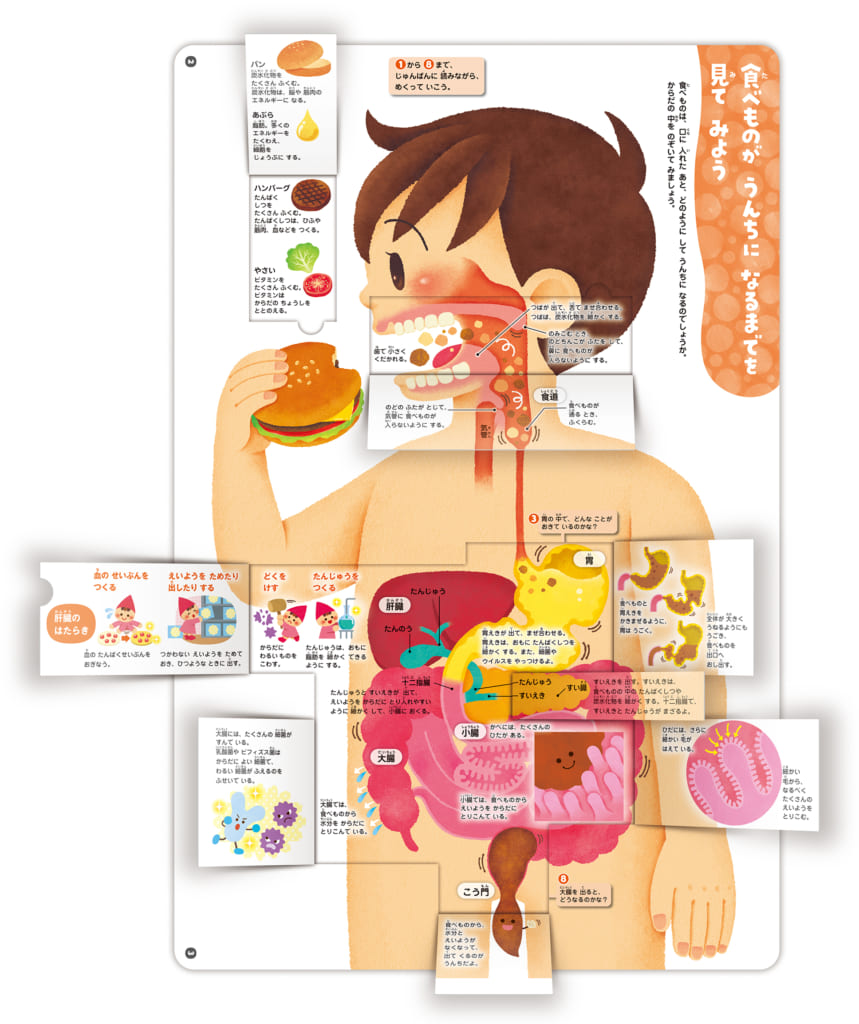 しくみ図鑑の引用